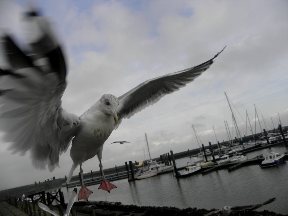 Larus argentatus