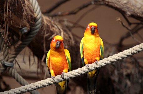Bird close up wing
