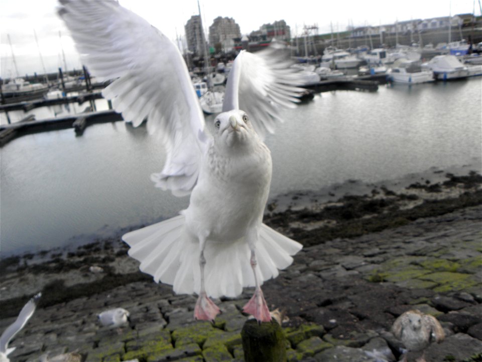 Larus argentatus