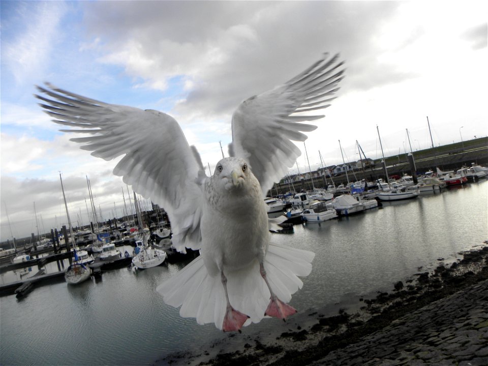 Larus argentatus