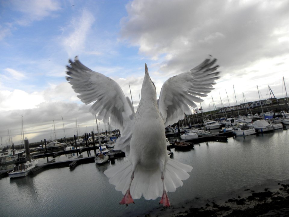 Larus argentatus