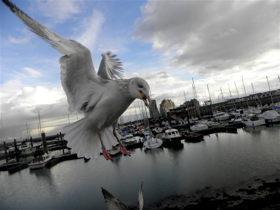 Larus argentatus