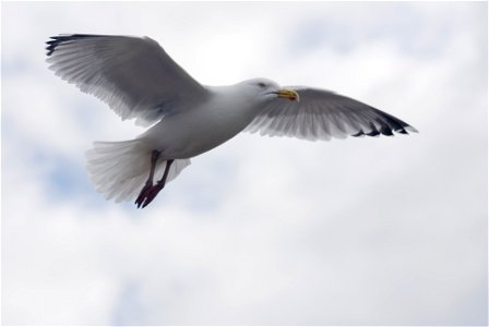 An image of a Herring Gull taken in Brighton, England in early 2007 photo
