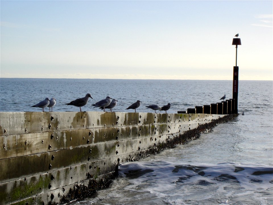 Gulls sat on a groyne at bournemouth beach facing the sun. Nearest two are Black-headed Gulls, rest are adult and immature Herring Gulls