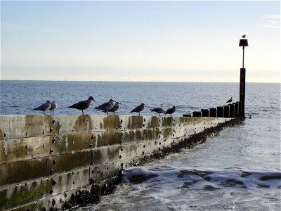 Gulls sat on a groyne at bournemouth beach facing the sun. Nearest two are Black-headed Gulls, rest are adult and immature Herring Gulls photo