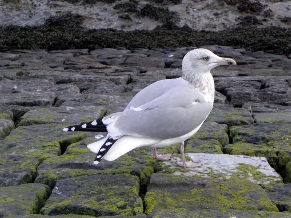 Larus argentatus