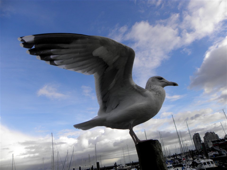 Larus argentatus