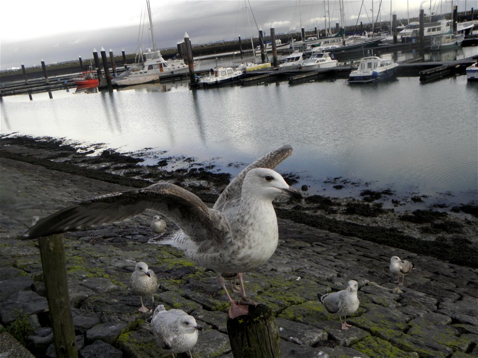 Larus argentatus