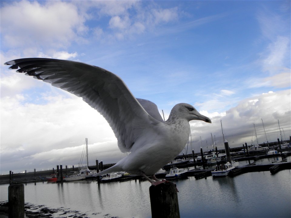 Larus argentatus