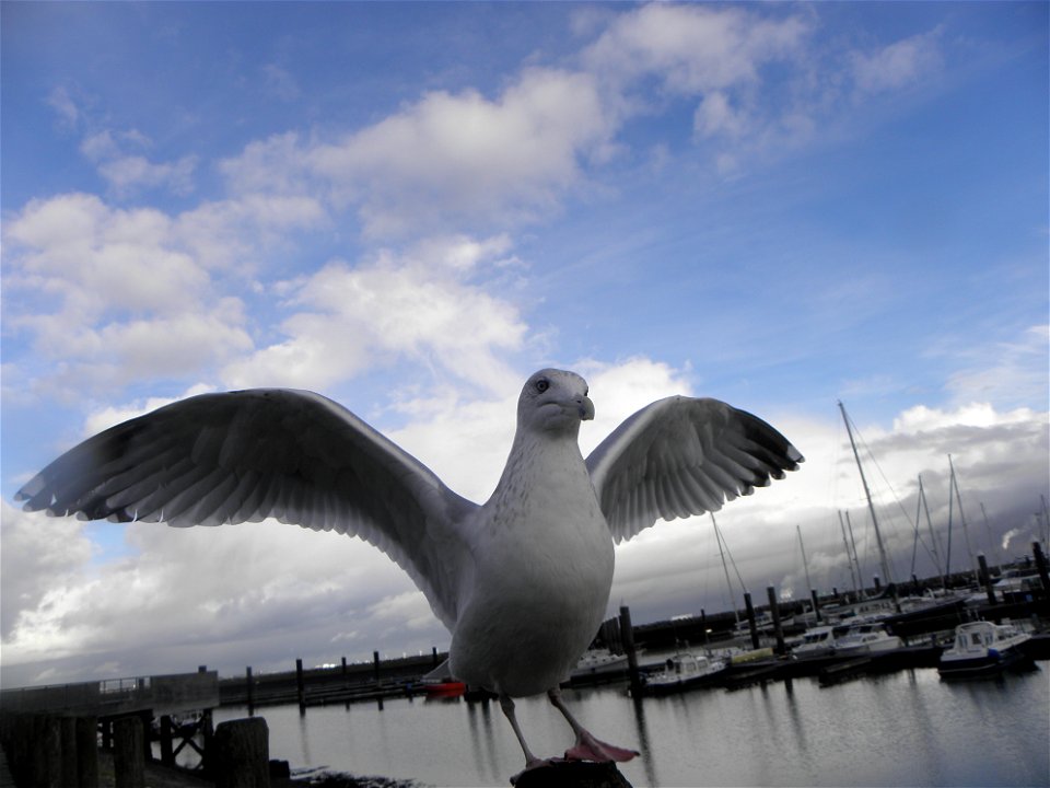 zeemeeuw
Latina:  Larus argentatus