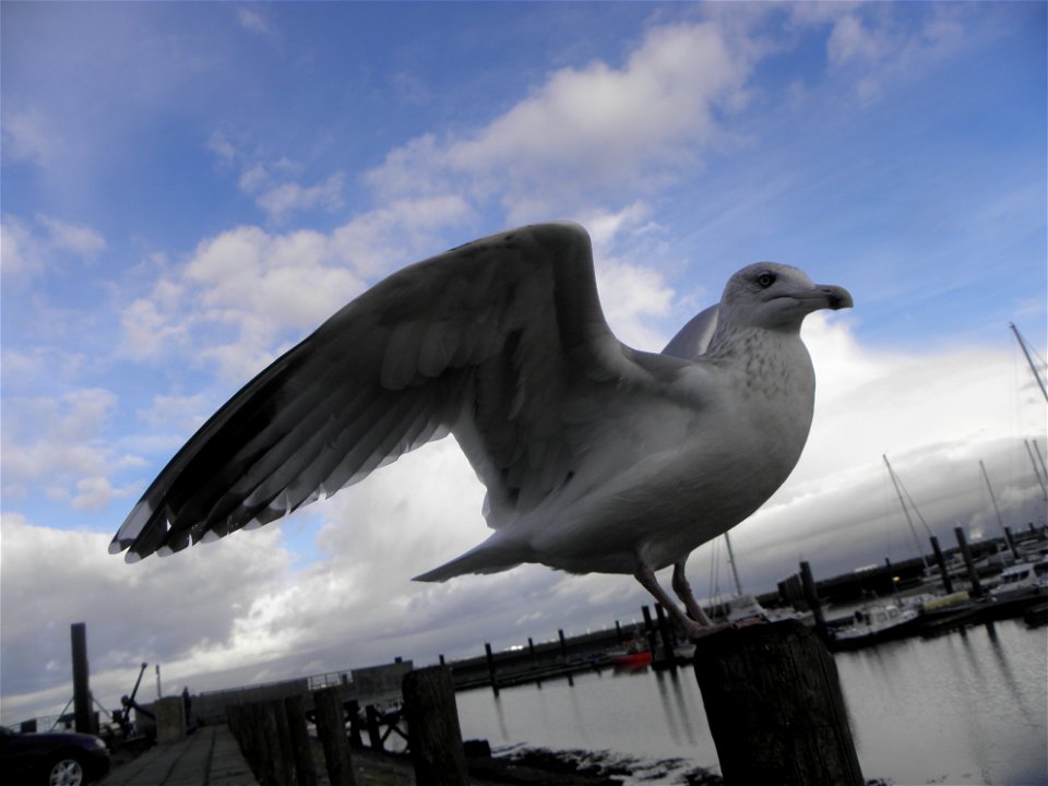 Larus argentatus