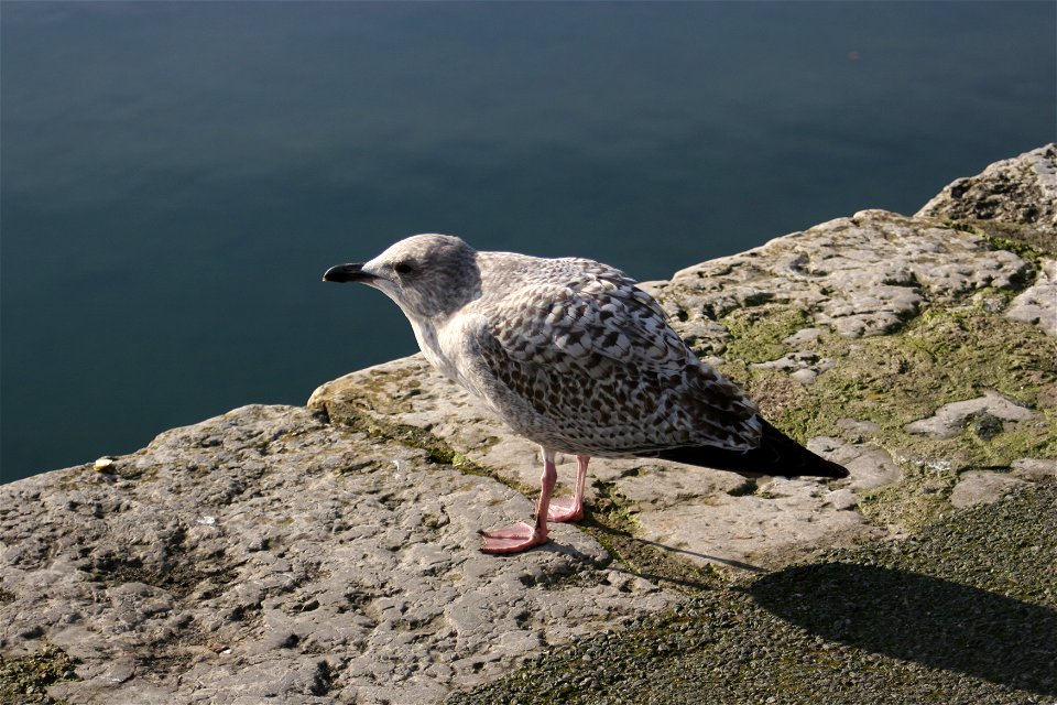 Juvenile Herring Gull. Caernarfon, 10/02/2006. Rhion Pritchard.