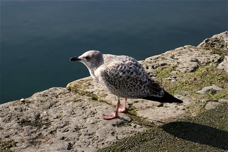 Juvenile Herring Gull. Caernarfon, 10/02/2006. Rhion Pritchard. photo