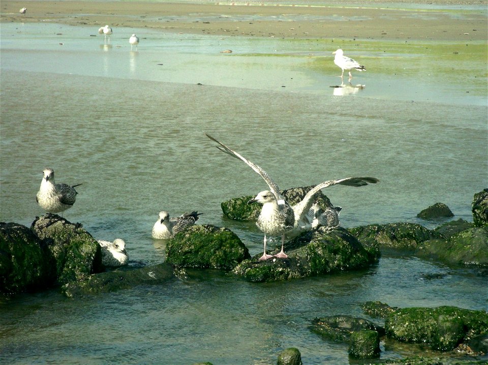 Larus argentatus juvenile Möwen / Nordholland