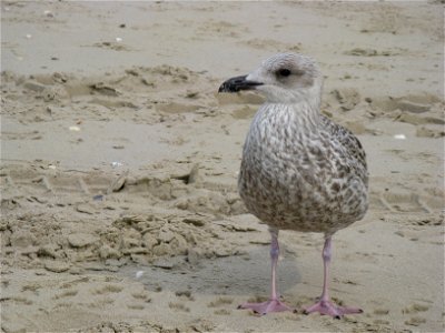 Immature Herring Gull photo