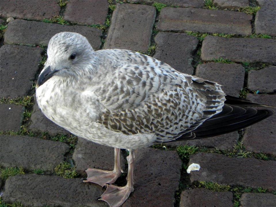 Larus argentatus