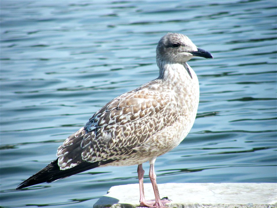 Juvenile Herring Gull in Millbrook, Cornwall