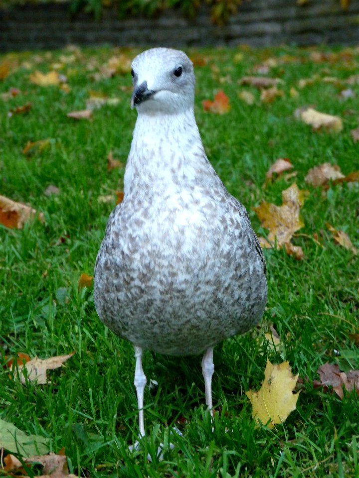 Seagull in Tallinn, Estonia