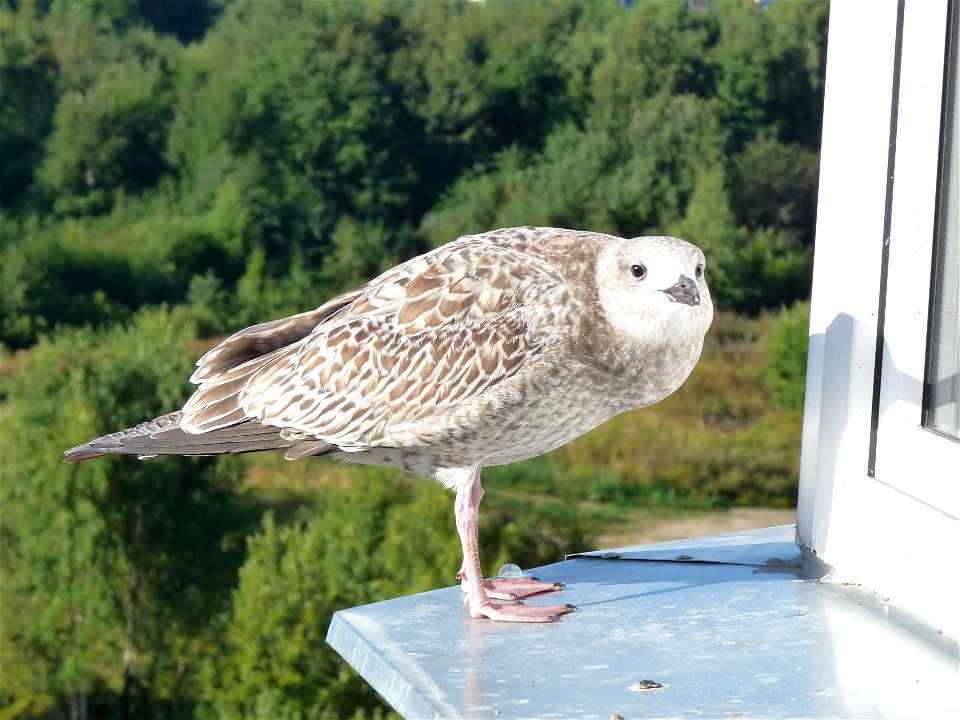 Gull in Tallinn, Estonia