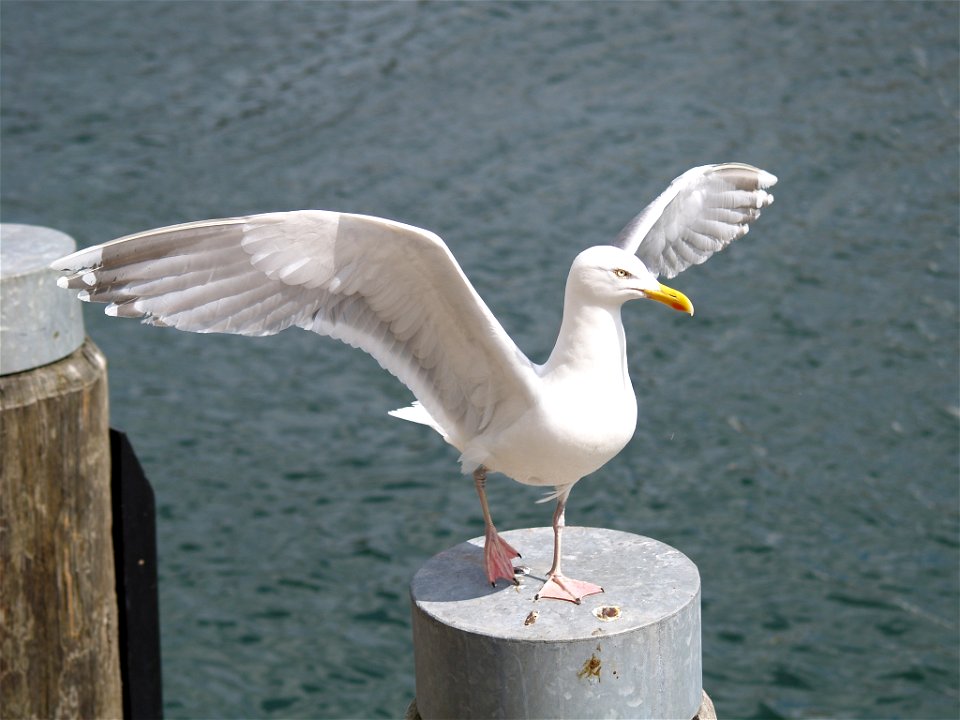 Herring Gull, Silbermöwe, Larus argentatus