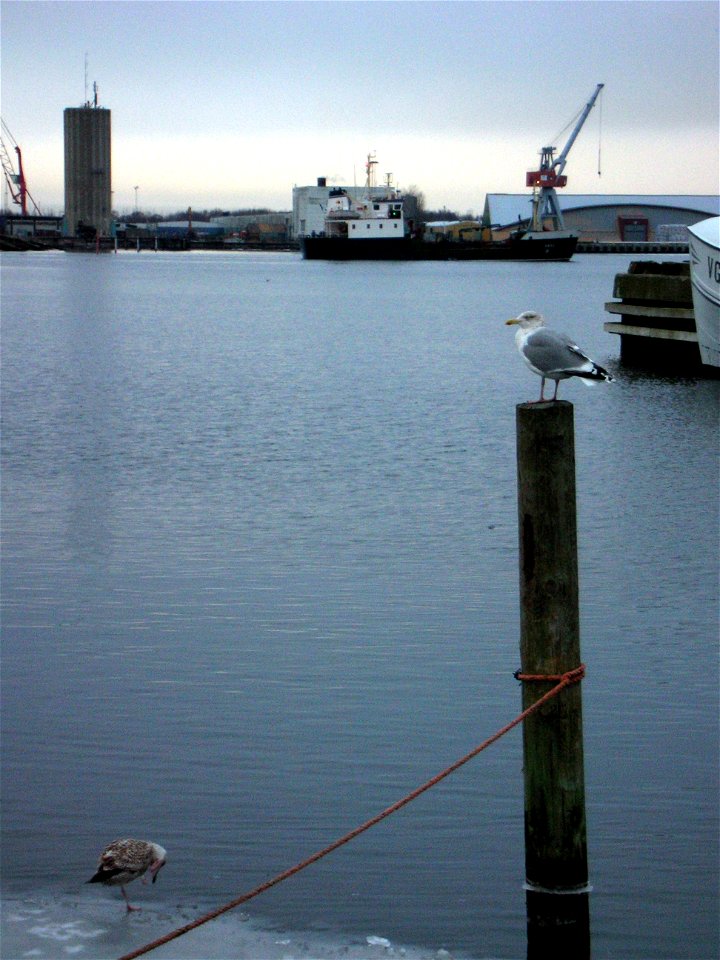 Två gråtrutar i Varbergs hamn.