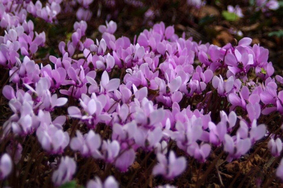 Pink nature flower