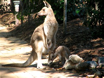 Eastern grey kangaroo and joey found in Central Queensland, Australia photo