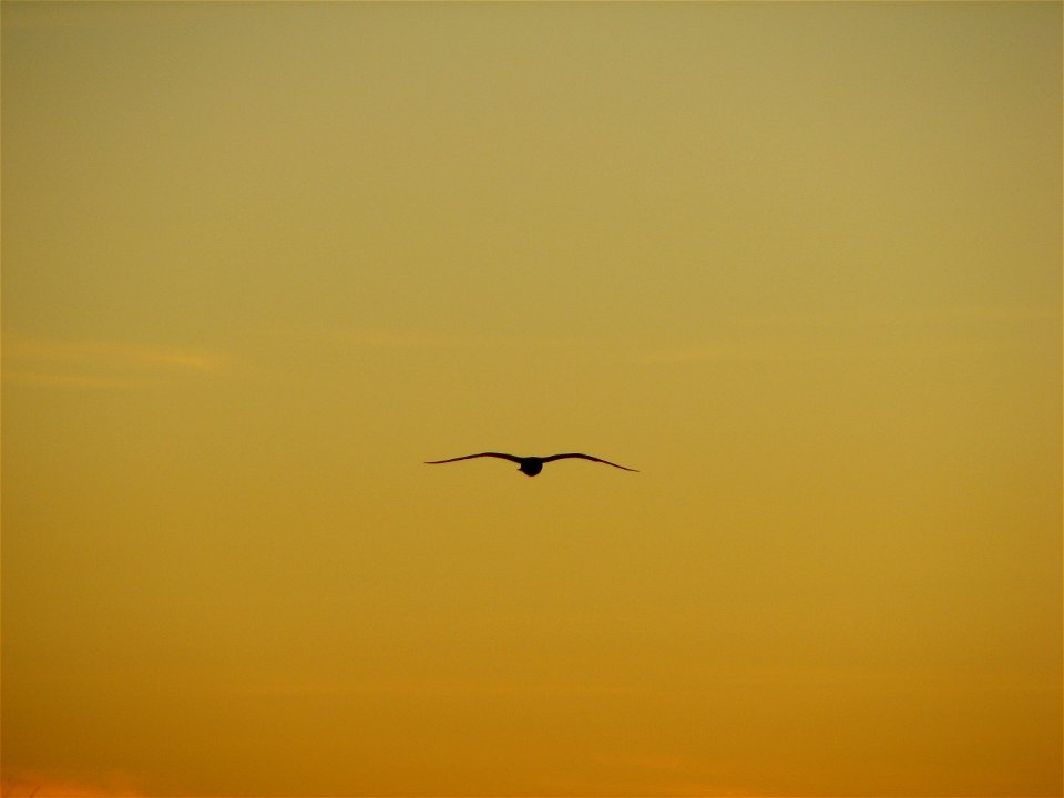 Herring Gull in sunset