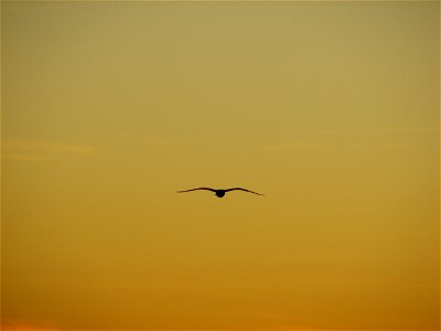 Herring Gull in sunset photo