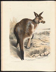 in The Mammals of Australia photo