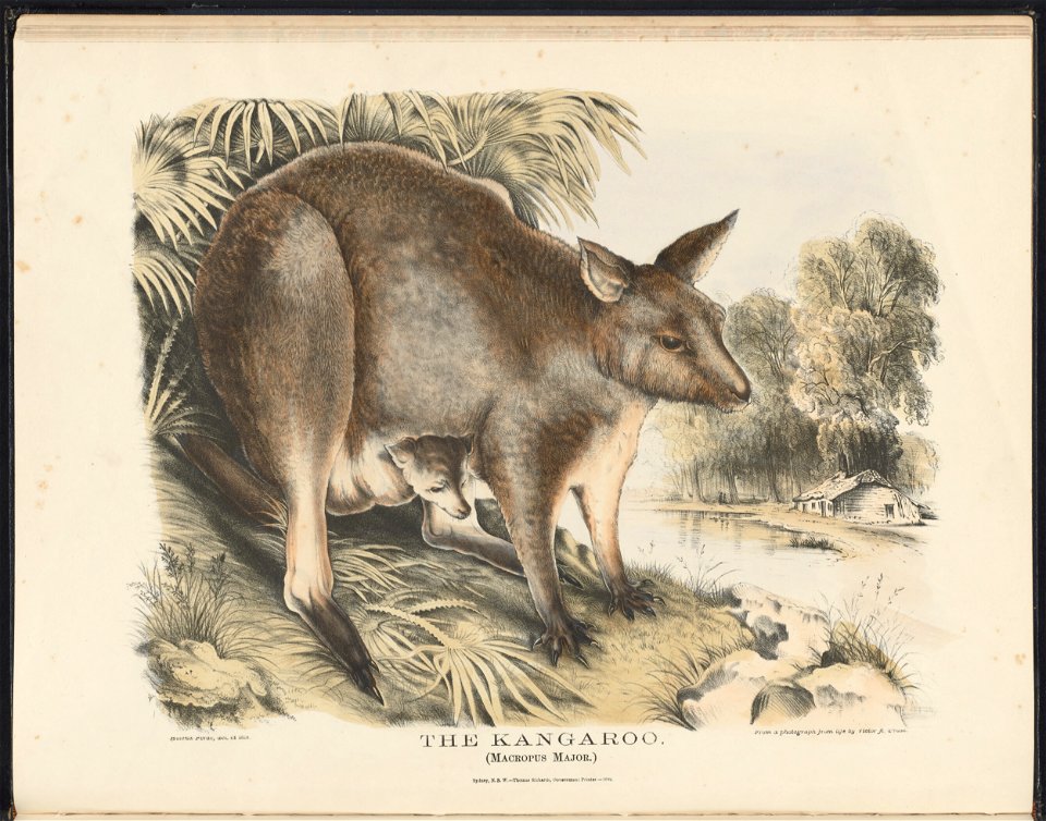 in The Mammals of Australia