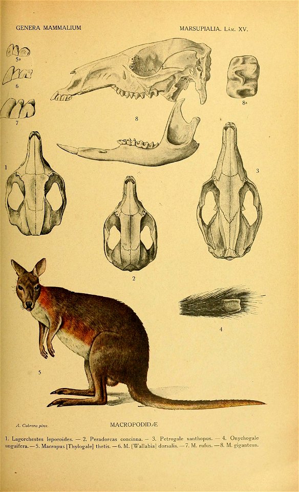 GENERA MAMMALIUM 
MARSUPIALIA. Lám. XV. 
A. Cabrera pir 
MACROPODID^ 
1. Lagorchestes leporoides. — 2. Peradorcas concinna. — 3. Petrogale xanthopus. — 4. Onychog-ale 

unguifera. — 5. Macropus .Thylo