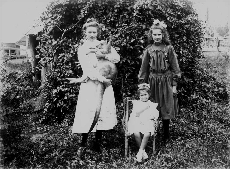 Three girls and a kangaroo, 1900-1910.
The girls pose in a garden in front of a shed covered in creepers. The girl on the right stands and holds the kangaroo aloft. The youngest girl sits in a small, 