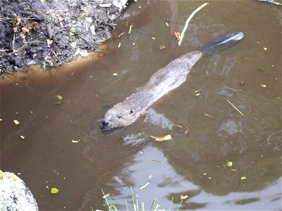 European beaver swimming at Highland Wildlife Park. photo