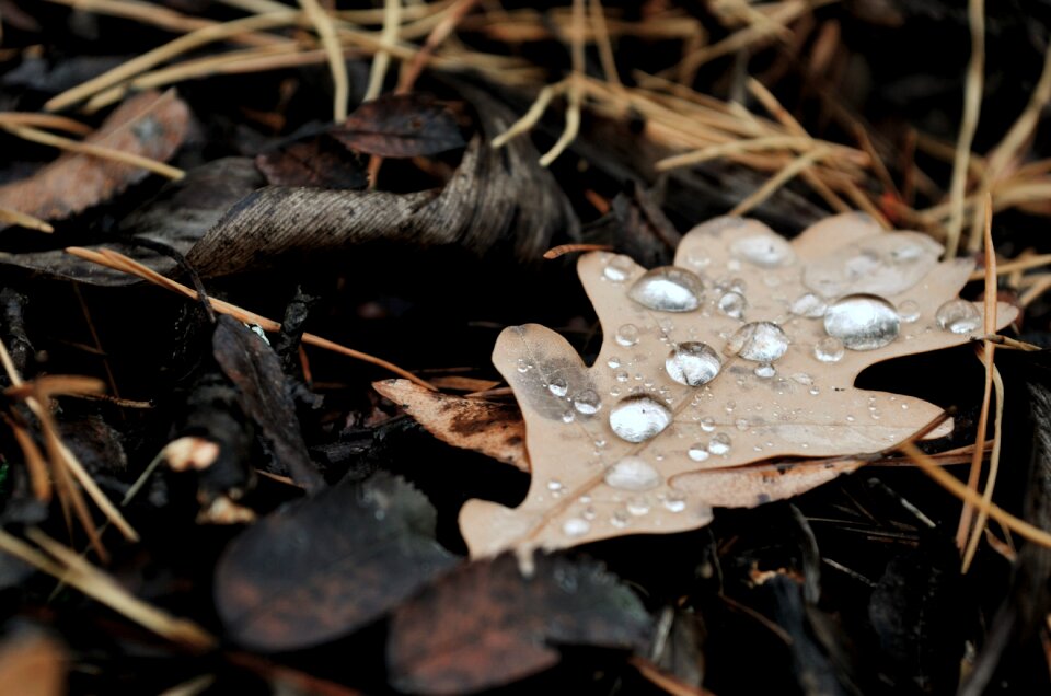 Autumn leaves forest