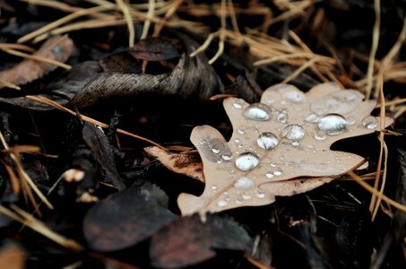 Autumn leaves forest