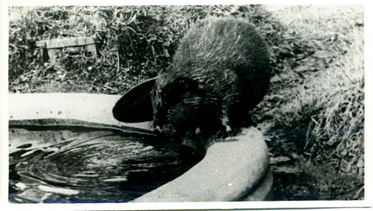 Обыкновенный бобр (Castor fiber) в зоопарке города Гродно, Беларусь. Фото сделано в промежутке между основанием зоопарка (1927) и до начала Второй мировой войны. photo