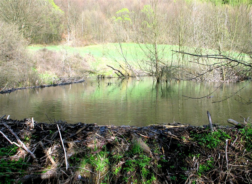 Bobrí brloh nad vodnou hladinou Bodružalíka