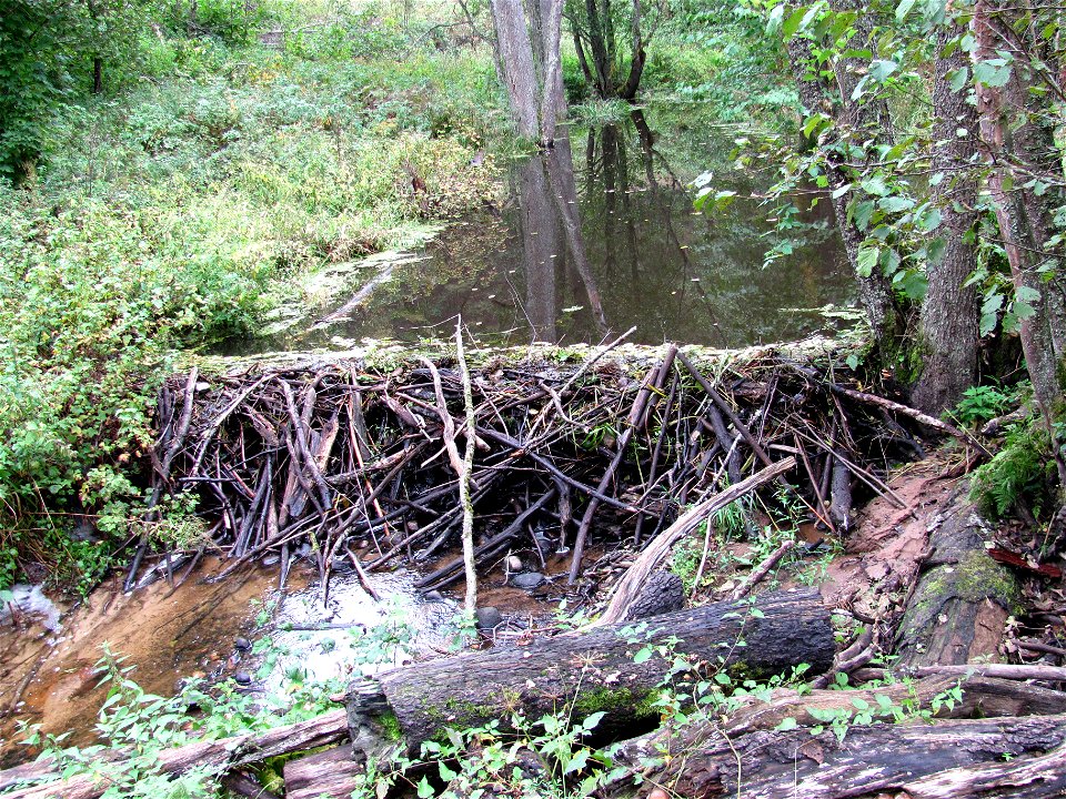 Beaver dam on Altja creek, Lahemaa, Estonia.