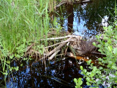 Beaver Dam in Finnish national park "Isojärvi"