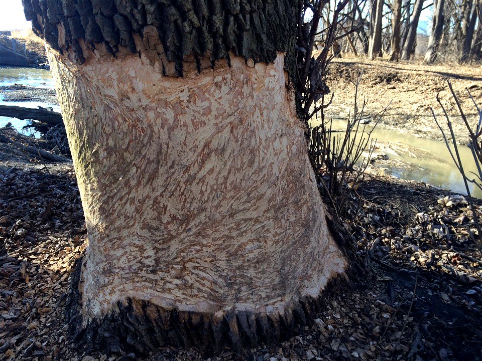 A beaver-made tapestry on a cottonwood tree!
