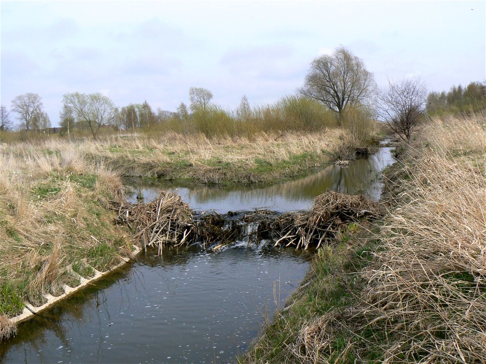 Rąžė (left) and Žiogupis confluence.