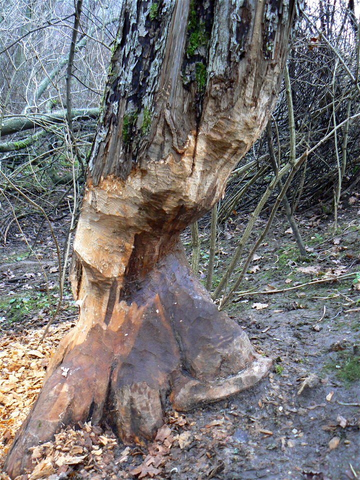 Tree damaged by beaver