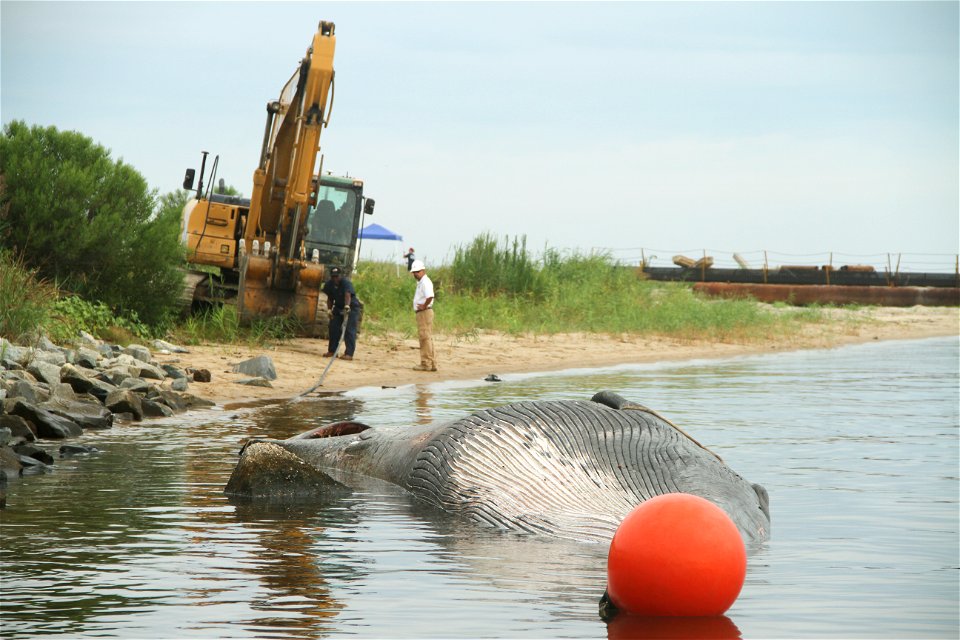 PORTSMOUTH, Va. – Norfolk District, U.S. Army Corps of Engineers employees use an excavator to pull a dead 45-foot sei whale onshore for a necropsy here Aug. 22, 2014. The whale spent a week swimming 