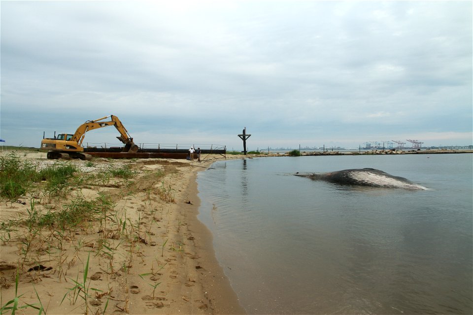 PORTSMOUTH, Va. – Norfolk District, U.S. Army Corps of Engineers employees use an excavator to pull a dead 45-foot sei whale onshore for a necropsy here Aug. 22, 2014. The whale spent a week swimming 