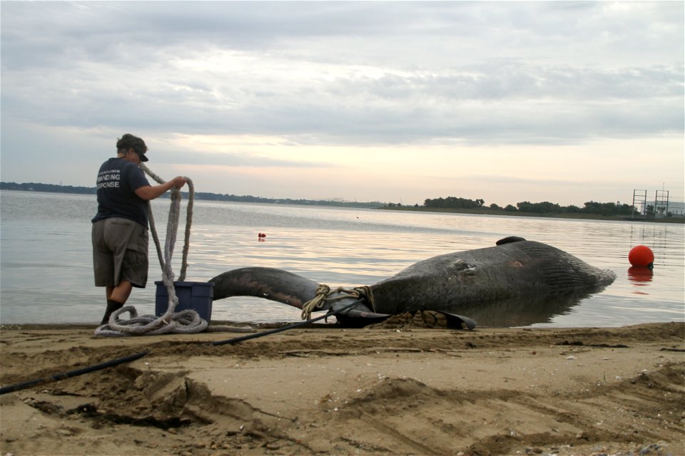 PORTSMOUTH, Va. -- Susan Barco, Virginia Aquarium & Marine Science Center stranding response coordinator, attempts to tie a heavy-duty line to a dead 45-foot sei whale so it can be pulled onshore 