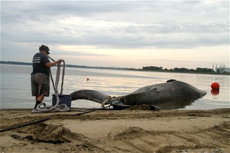 PORTSMOUTH, Va. -- Susan Barco, Virginia Aquarium & Marine Science Center stranding response coordinator, attempts to tie a heavy-duty line to a dead 45-foot sei whale so it can be pulled onshore 