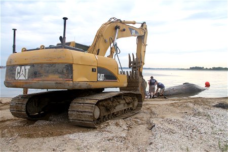 PORTSMOUTH, Va. – Norfolk District, U.S. Army Corps of Engineers employees use an excavator to pull a dead 45-foot sei whale onshore for a necropsy here Aug. 22, 2014. The whale spent a week swimming 