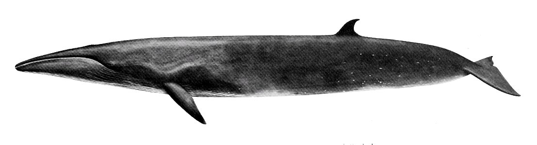 Balaenoptera borealis photo