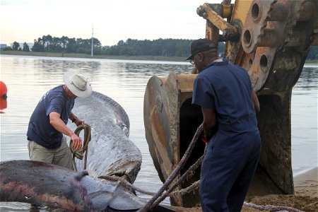 PORTSMOUTH, Va. -- Mark Swingle (left), director of research and conservation for the Virginia Aquarium&Marine Science Center, and Bernard Jackson, an engineering equipment operator, attempts to t